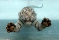 /album/galleria-fotografica/tigre-bianca-sotto-lacqua-jpg/